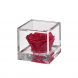 Flowercube Rosa stabilizzata Colore rosso 8x8 cm