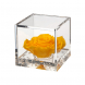 Flowercube Rosa stabilizzata Colore giallo 10x10 cm