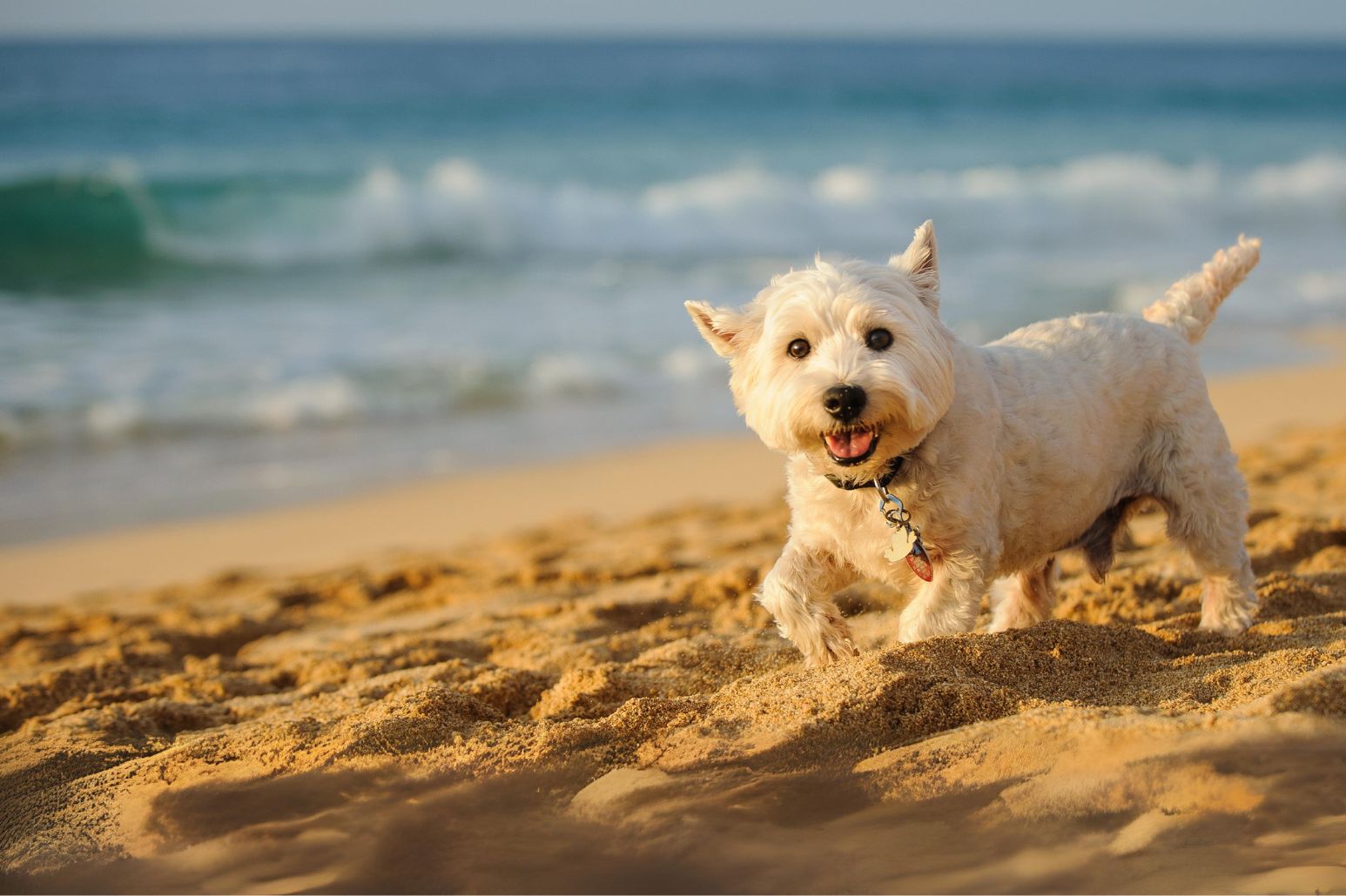 amici animali scorta vacanze